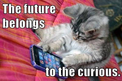 cat looks at cell phone screen